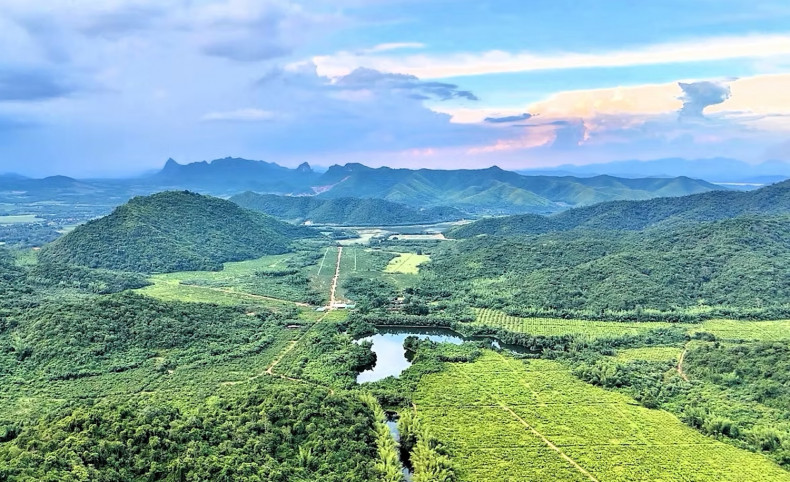 Hua Hin mango plantation ‘encroaching on state land’