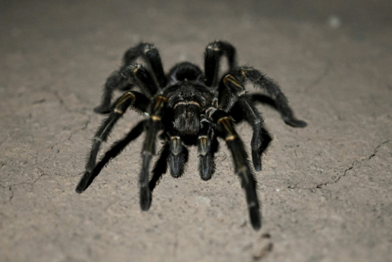 Creepy find: German customs net tarantulas in cookie shipment