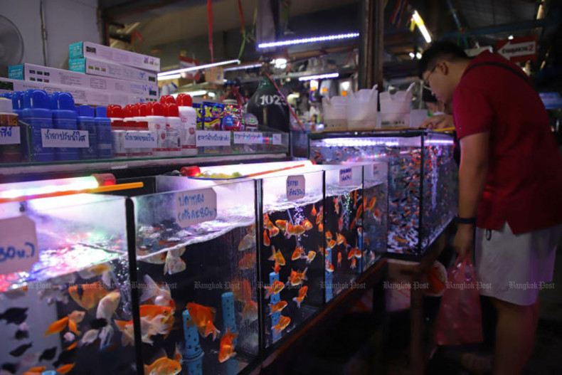 Govt to promote ornamental fish industry
