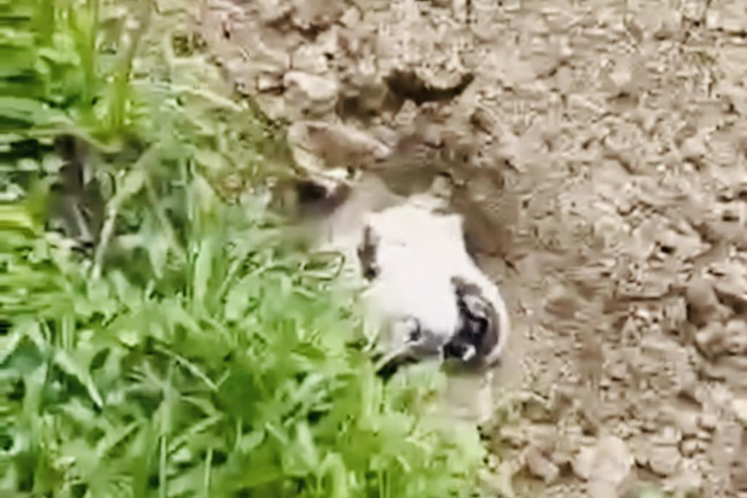 An image from a video taken at the scene shows a Siberian Husky buried alive by its foreign owner prior to being rescued in the backyard of a house in Phuket. (Photo: Facebook ขยะมรสุม ᴍᴏɴsᴏᴏɴɢᴀʀʙᴀɢᴇ ᴛʜᴀɪʟᴀɴᴅ and ศูนย์ข้อมูลภูเก็ต Phuket Info Center)