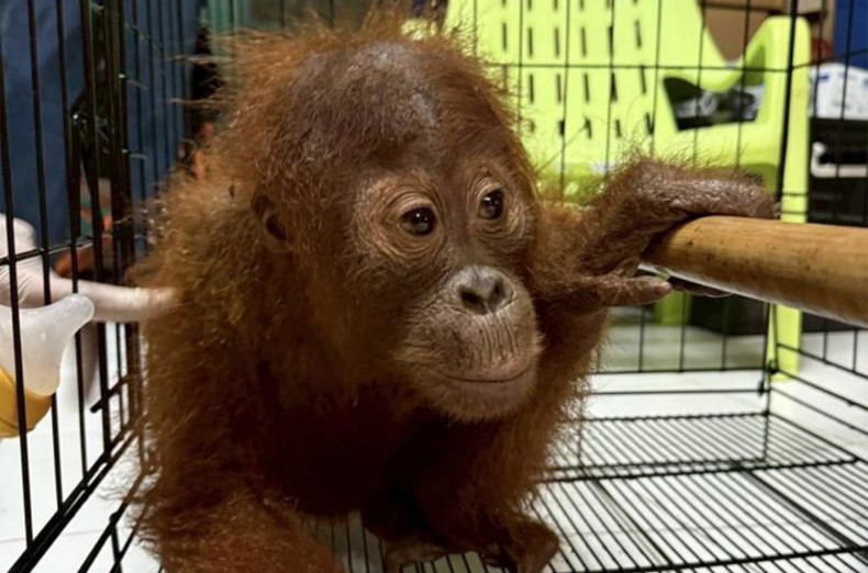 Thailand sending four orangutans home to Indonesia