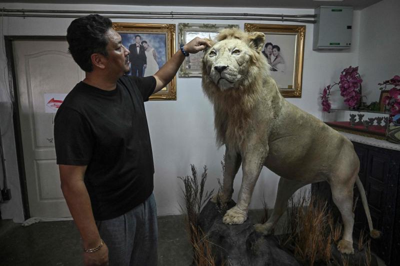 This photograph taken on July 11, 2025, shows mechanic shop owner and avid Tiktoker Tharnuwarht Plengkemratch looking at one of his pet lions, which was taxidermied after its death a few years ago, in Chiang Mai province. (Photo: AFP)