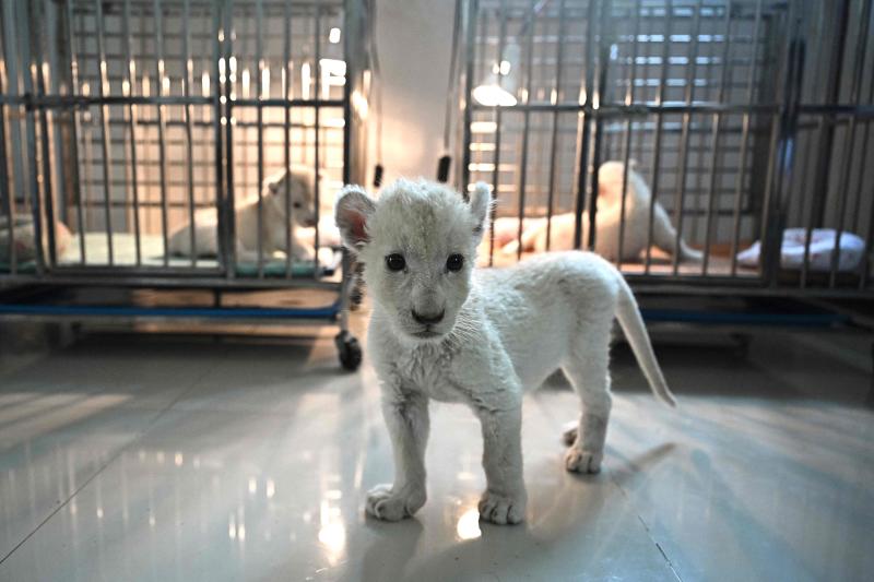 This photo taken on July 7, 2025, shows a month-old lion (C) alongside two eight-day-old lions (back) at a breeding facility in Chachoengsao province. Thailand's captive lion population has exploded in recent years, with nearly 500 registered individuals in zoos, breeding farms, petting cafes and homes. (Photo: AFP