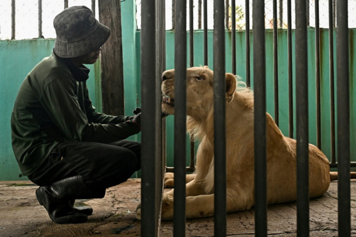 Bangkok Post - 'Absolute madness': Thailand's pet lion problem