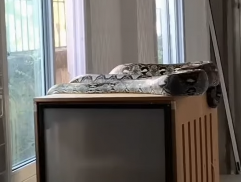 Python invades 'cat room', all felines safe