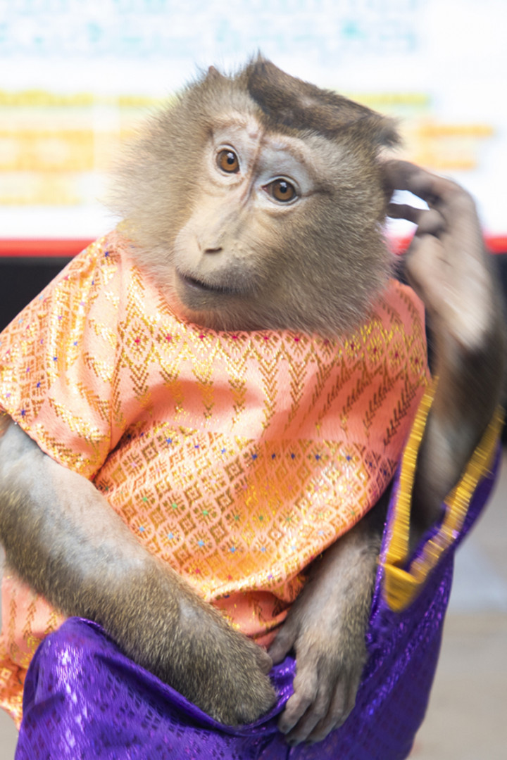 Thailand’s monkey drama
