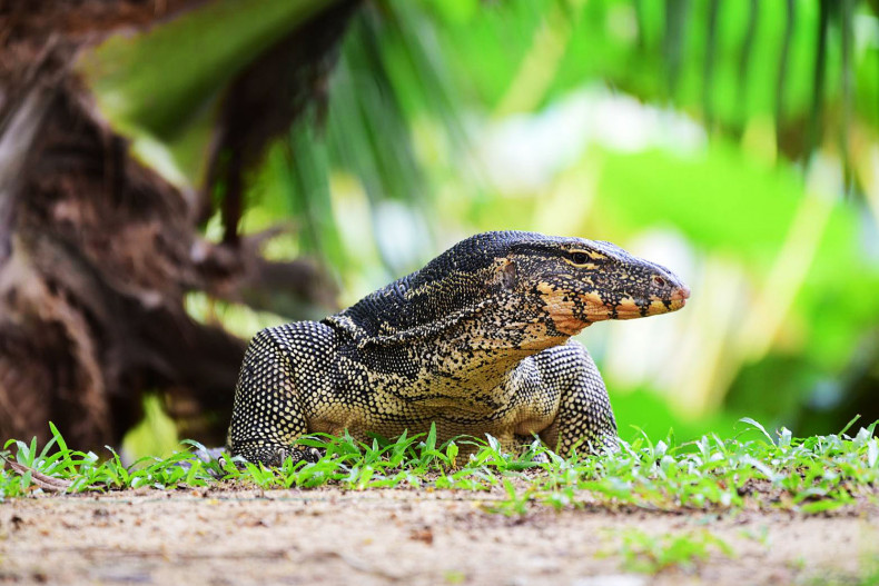 Rise of the 'Bangkok Dragon'