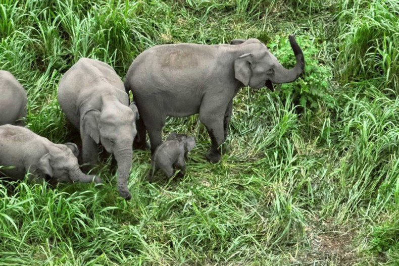 Department of National Parks, Wildlife and Plant Conservation urged to speed up elephant tracking system