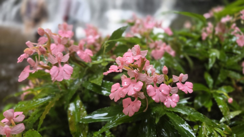 Rare pink snapdragon blooming at northern waterfall