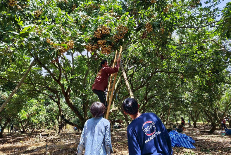 Thai workers replace Cambodians in Chanthaburi longan harvest