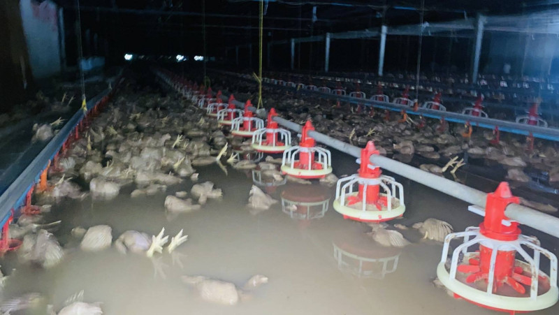 Bangkok Post - Flash flood kills 50,000 chickens at Rayong farm