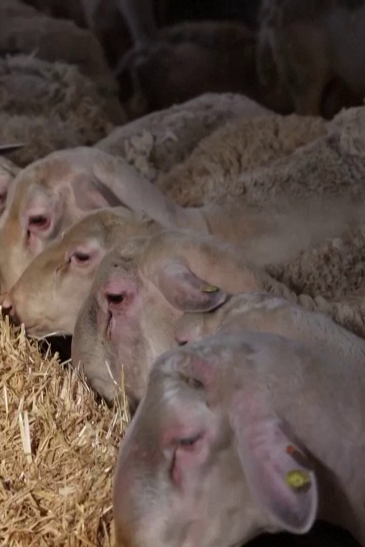 Sheep flocks culled across Greece as sheeppox rips through herds