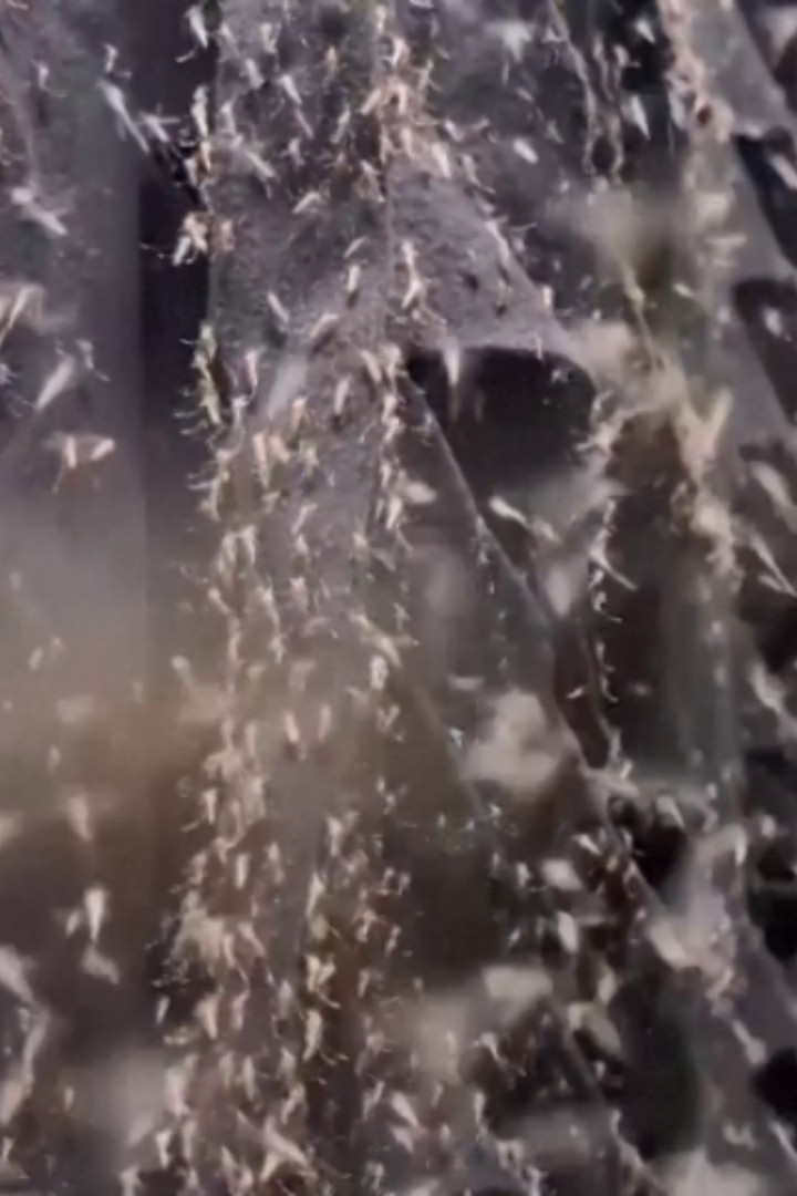 Brazil's mosquito factory aims to stop dengue fever