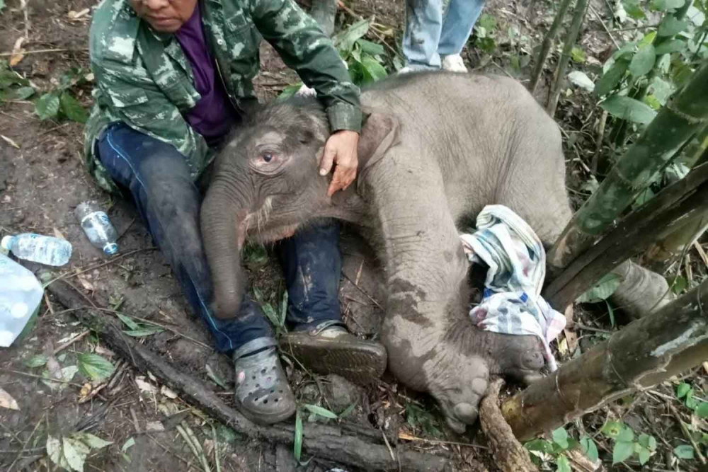Coordinated effort seeks to help stricken elephant calf