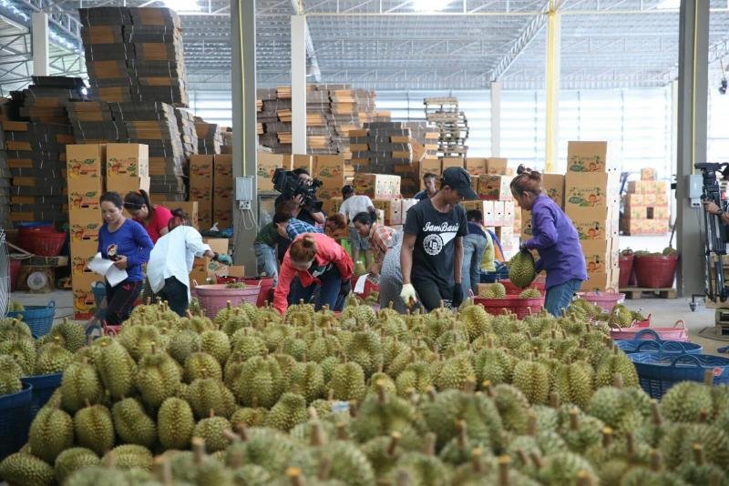 Workers at a warehouse in Thailand load durian into boxes to ship to China. (Photo: Bank for Agriculture and Agricultural Cooperatives)