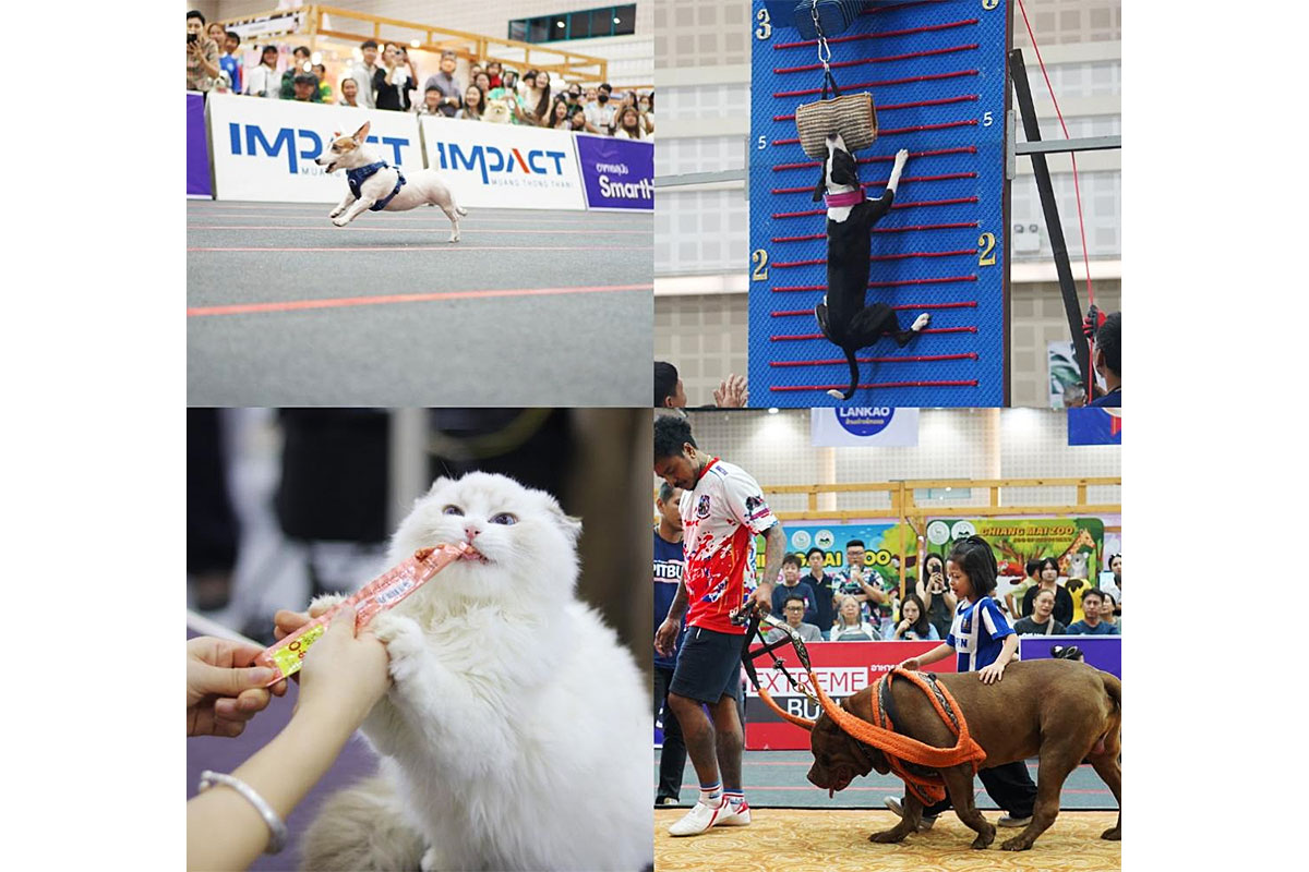 Bangkok Post – เตรียมพร้อมสำหรับการแสดงสัตว์เลี้ยงที่มีธีมของเกาหลีที่ดีที่สุด