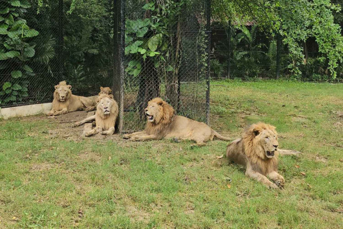 Bangkok's Safari World to reopen predator zone after lions mauled keeper last month