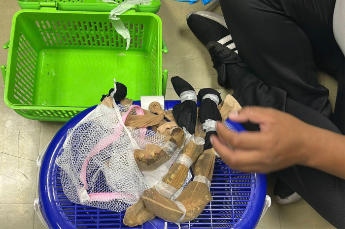 Three Taiwanese arrested with 52 rare animals at Don Mueang airport