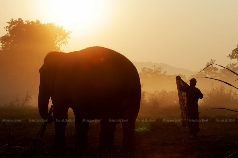 Bangkok Post - Sri Lanka jumbos' return planned