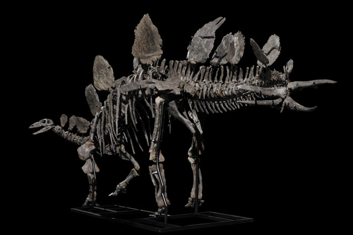 UK seizes dinosaur bones in money laundering case