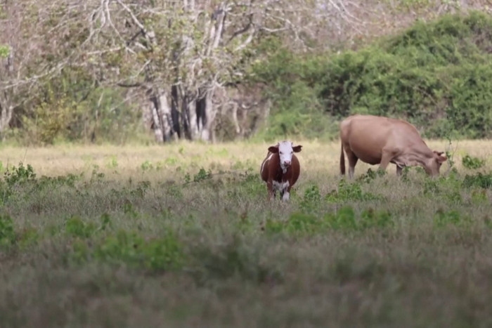 A Texas rancher rejects Trump's plan to import more Argentine beef