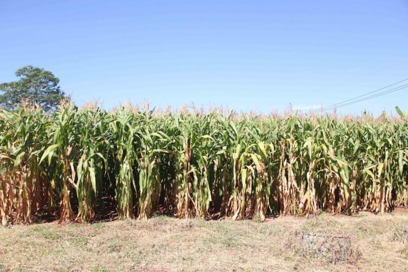 Thai officials say importing corn from the US will bring down animal feed costs. But to protect farmers, feed mills will have to buy three tonnes of Thai corn for every tonne of imported corn they acquire.