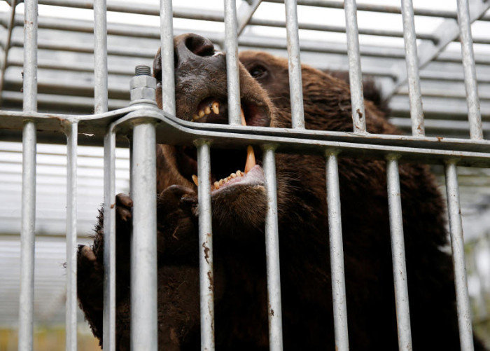 Bear enters Aeon shopping mall in Japan, killed over 2 hours later - Bangkok Post by Bangkok Post Public Company Limited
