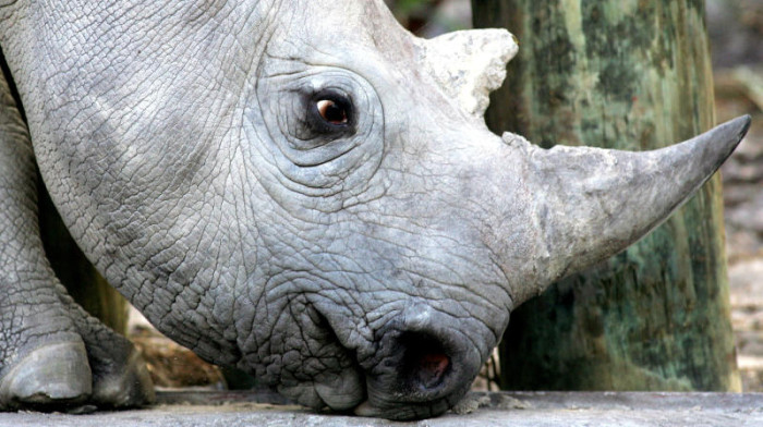 Singapore snares record haul of smuggled rhino horns from South Africa