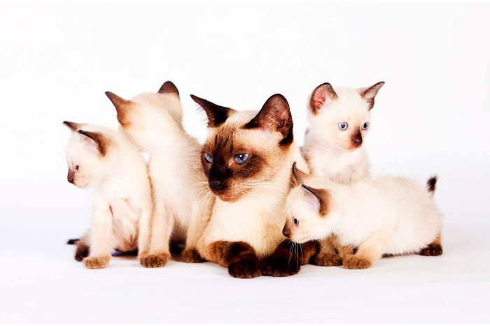 Thai cats are now officially national symbols