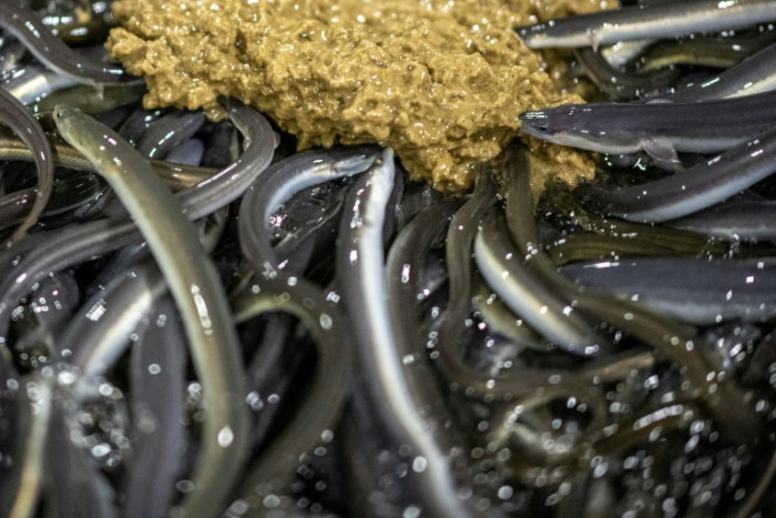 Japan's eel delicacy faces global conservation pressure