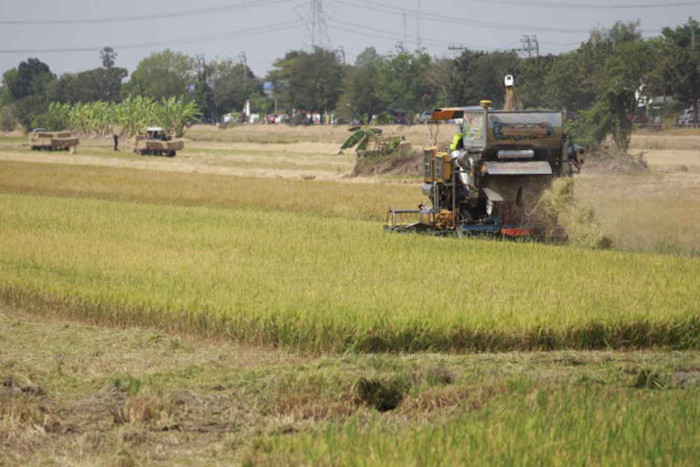 China rice order a 'timely boost'