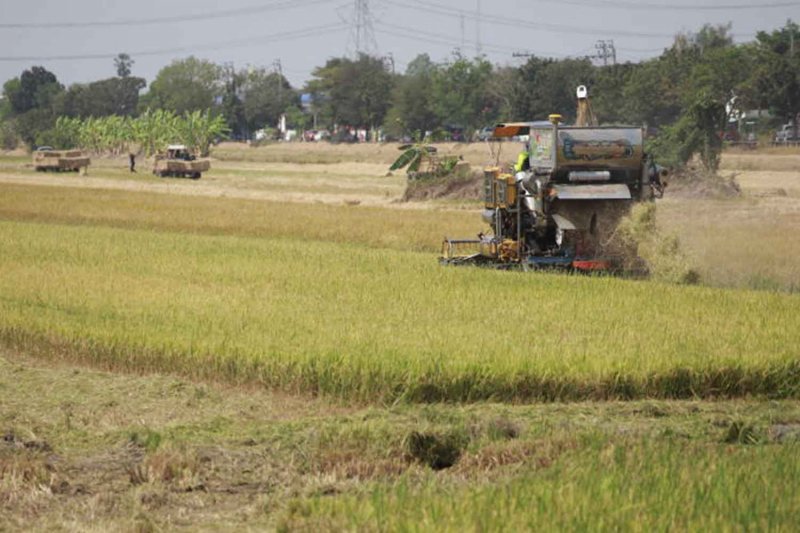 Farmers harvest rice using a combine harvester in Nonthaburi. Pattarapong Chatpattarasill
