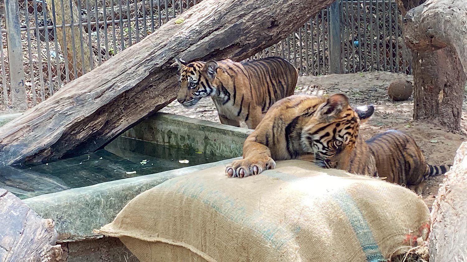 Наш Тай | Зоопарк Корат: как защищают животных от холода в Накхонратсима?