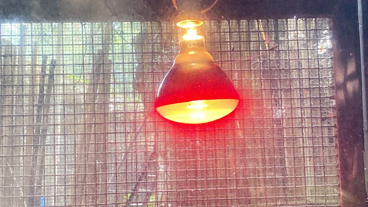 Наш Тай | Зоопарк Корат: как защищают животных от холода в Накхонратсима?