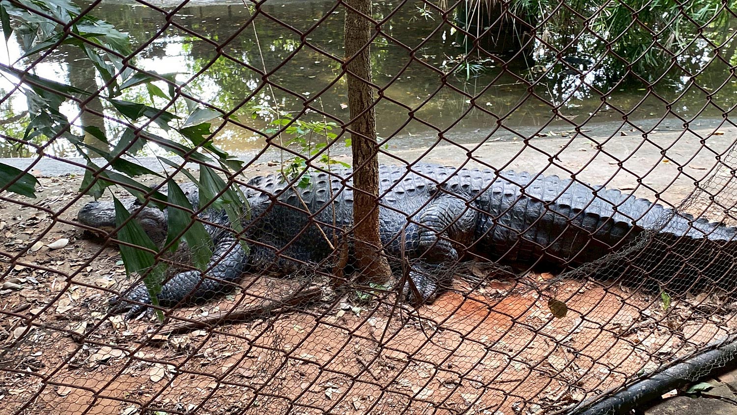 Наш Тай | Зоопарк Корат: как защищают животных от холода в Накхонратсима?