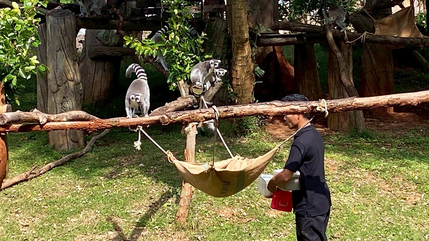 Наш Тай | Зоопарк Корат: как защищают животных от холода в Накхонратсима?