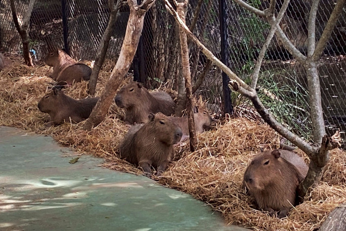 Korat zoo warms animals with straw and hot baths for pythons