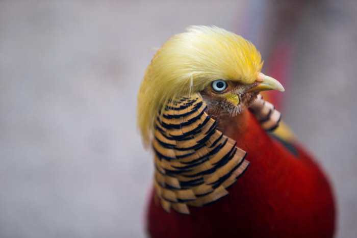 This bird's beautiful, but he has a huge blind spot