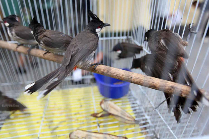 Protected bulbul may be delisted