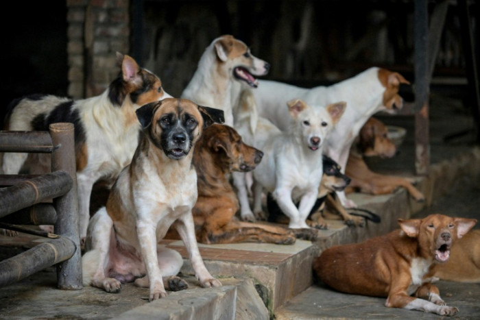 Jakarta dog meat ban sparks debate