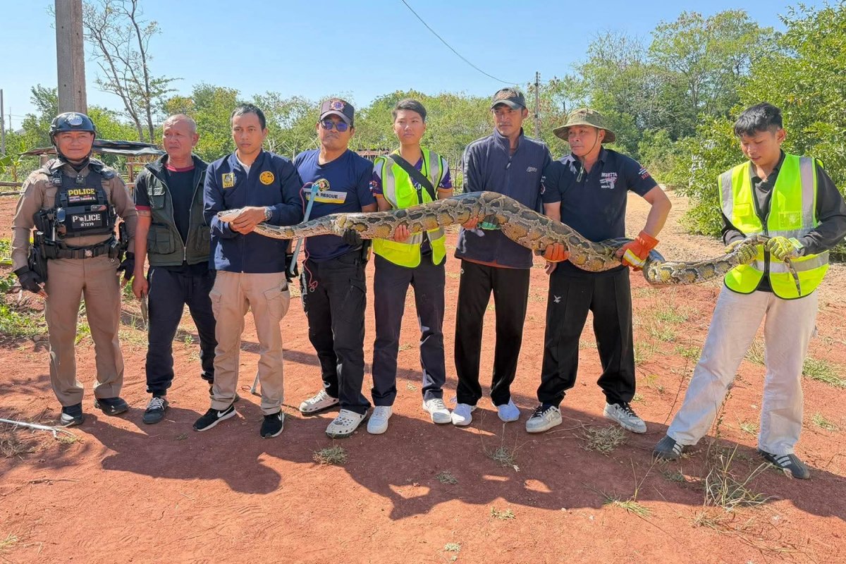 Bangkok Post - Giant python caught after swallowing dog in Khon Kaen