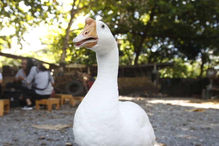 Swan on tracks halts bullet train services in northeastern Japan