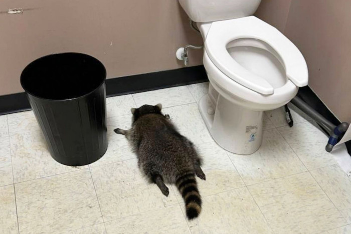 Drunk raccoon passes out in US liquor store