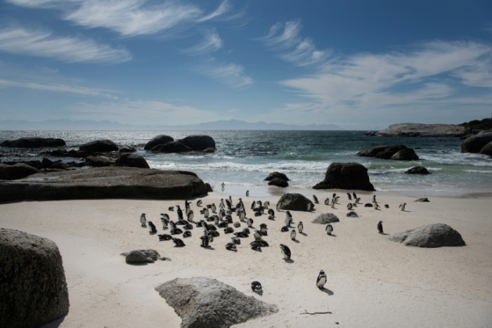 African penguins ‘starved en masse’ off South Africa