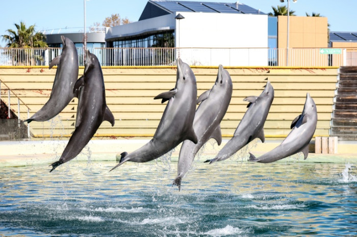 Europe’s first dolphin sanctuary to open in Italy