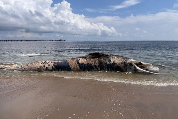 Plastic bottle found in dead whale in southern Thailand