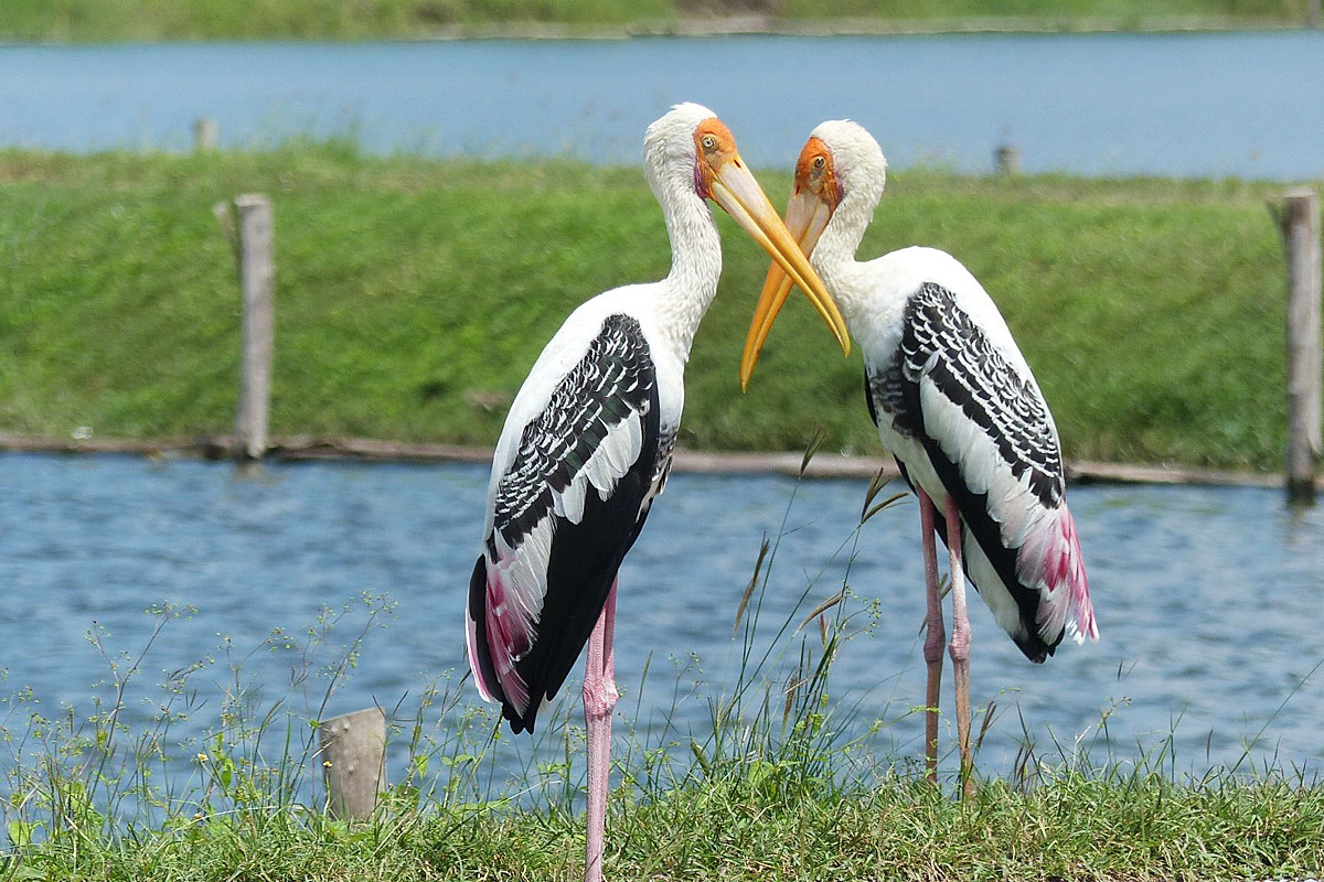 Explore coastal birdlife with Siam Society