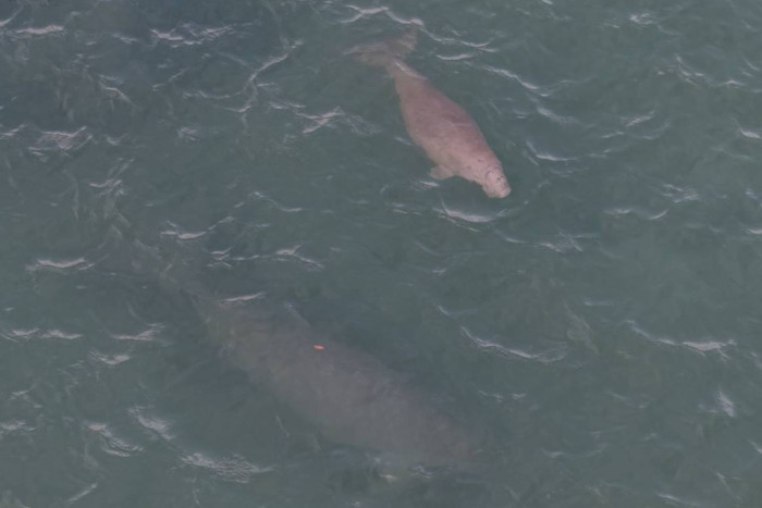 Mother-and-calf dugong pair spotted in Krabi