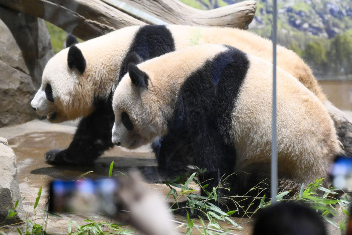 Japan to go panda-less as Ueno zoo pair set for China return in January