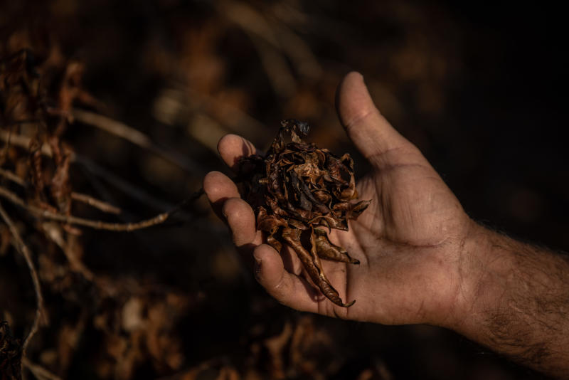 A farmer checks on coffee plants destroyed by frost during extremely low temperatures near Caconde, Sao Paulo state, Brazil, on Aug 25, 2021. (Photo: Bloomberg)